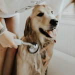 The Benefits of Having a Pet: How Owning an Animal Can Improve Your Life